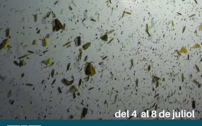 Nits de les Papallones 2024
