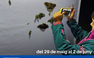 Nit de les papallones 2025